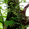 버들회나무(Euonymus trapococca Nakai) : 꽃천사