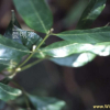무주나무(Lasianthus japonicus Miq.) : 무심거사