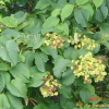 미역줄나무(Tripterygium regelii Sprague & Takeda) : 꽃마리