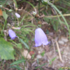 도라지모시대(Adenophora grandiflora Nakai) : 설뫼*
