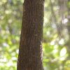 고추나무(Staphylea bumalda DC.) : habal