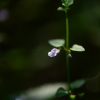 좀골무꽃(Scutellaria indica L. var. parvifolia (Makino) Makino) : 산들꽃