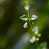 좀골무꽃(Scutellaria indica L. var. parvifolia (Makino) Makino) : 산들꽃