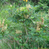 다릅나무(Maackia amurensis Rupr.) : 파랑새