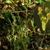 산새밥(Luzula pallescens (Wahlenb.) Besser) : 무심거사