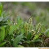 난장이버들(Salix divaricata var. orthostemma (Nakai) Kitag.) : 통통배
