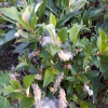 난장이버들(Salix divaricata var. orthostemma (Nakai) Kitag.) : 통통배
