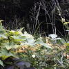 비진도콩(Dumasia truncata Siebold & Zucc.) : 산들꽃