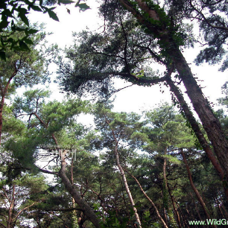 소나무(Pinus densiflora Siebold & Zucc.) : habal