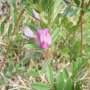 살갈퀴 : 봄까치꽃