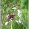 산달래(Allium macrostemon Bunge) : 추풍