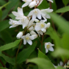 말발도리(Deutzia parviflora Bunge) : 여로