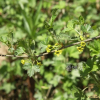 까마귀밥나무(Ribes fasciculatum var. chinense Maxim.) : 무심거사