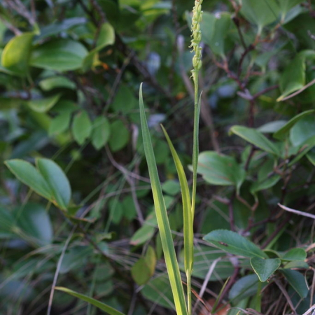 씨눈난초(Herminium lanceum var. longicrure (C.Wright) Hara) : 고들빼기