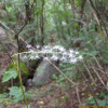 세잎승마(Actaea bifida (Nakai) J.Compton) : 산들꽃