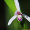 큰방울새란(Pogonia japonica Rchb.f.) : 통통배