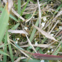 큰벼룩아재비 : 봄까치꽃
