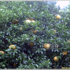 유자나무(Citrus junos Siebold ex Tanaka) : 능선따라
