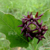 백미꽃(Cynanchum atratum Bunge) : 무심거사