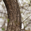 선버들(Salix triandra L. subsp. nipponica (Franch. & Sav.) A.K.Skvortsov) : 별꽃