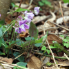 긴잎제비꽃(Viola ovato-oblonga (Miq.) Makino) : 오솔