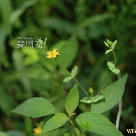 좀고추나물(Hypericum laxum (Blume) Koidz.) : 벼루