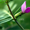 살갈퀴(Vicia sativa L.) : 추풍