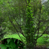 열녀목(Prunus salicina var. columnaris (Uyeki) Uyeki) : 곰배령