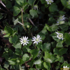 그늘별꽃(Stellaria sessiliflora Y. Yabe) : 오솔