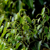 구실잣밤나무(Castanopsis sieboldii (Makino) Hatus.) : 추풍
