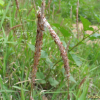 띠(Imperata cylindrica (L.) Raeusch.) : 들국화