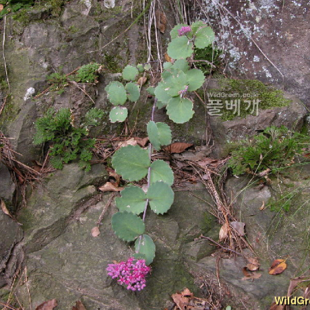 둥근잎꿩의비름(Hylotelephium ussuriense (Kom.) H.Ohba) : 둥근바위솔