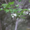 고추나무(Staphylea bumalda DC.) : 통통배
