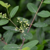수궁초(Apocynum cannabinum L.) : 산들꽃