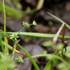 별날개골풀(Juncus diastrophanthus Buchenau) : 무심거사