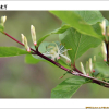 청괴불나무(Lonicera subsessilis Rehder) : habal