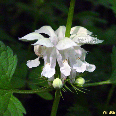 광대수염(Lamium album L. subsp. barbatum (Siebold & Zucc.) Mennema) : 몽블랑
