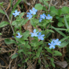 반디지치(Lithospermum zollingeri A.DC.) : 카르마