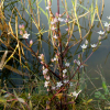 개쓴풀(Swertia diluta var. tosaensis (Makino) H.Hara) : 버들피리
