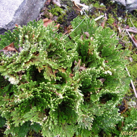 바위손(Selaginella tamariscina (P.Beauv.) Spring) : 꽃천사