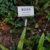 골고사리(Asplenium komarovii Akasawa) : 노루발