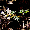 흰현호색(Corydalis albipetala B.U.Oh) : 塞翁之馬