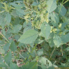 털비름(Amaranthus retroflexus L.) : 청암