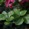 참꽃나무(Rhododendron weyrichii Maxim.) : 통통배