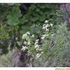 좁은잎사위질빵(Clematis hexapetala Pall.) : 벼루