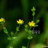 좀고추나물(Hypericum laxum (Blume) Koidz.) : 버들피리