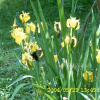 노랑꽃창포(Iris pseudacorus L.) : 현촌