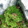 바위손(Selaginella tamariscina (P.Beauv.) Spring) : 통통배