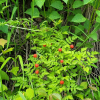 줄딸기(Rubus pungens Cambess.) : 박용석