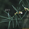 비짜루(Asparagus schoberioides Kunth) : 설뫼